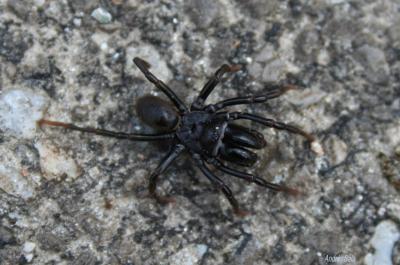  Atypus piceus (Sulzer, 1776)