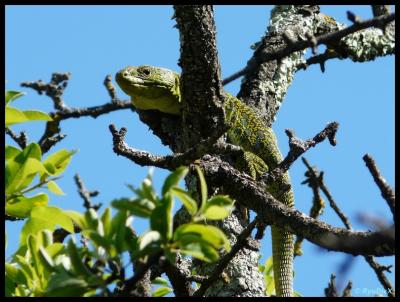 Lézard ocellé Timon lepidus (Daudin, 1802)