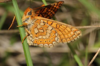 Damier de la Succise (Le), Artémis (L'), Damier pr Euphydryas aurinia (Rottemburg, 1775)