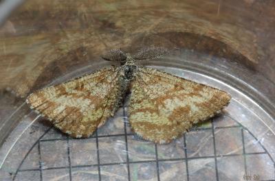 Phalène picotée (La) Ematurga atomaria (Linnaeus, 1758)