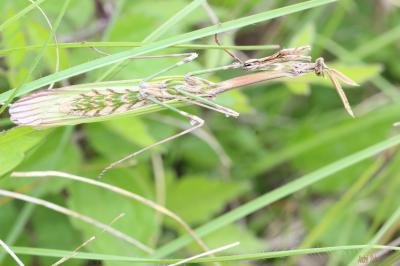 Empuse commune, Diablotin Empusa pennata (Thunberg, 1815)