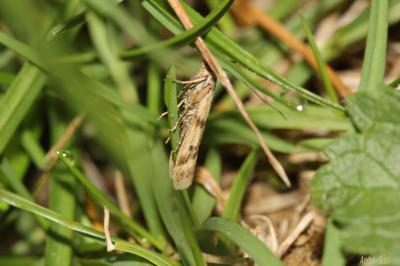  Homoeosoma sinuella (Fabricius, 1794)