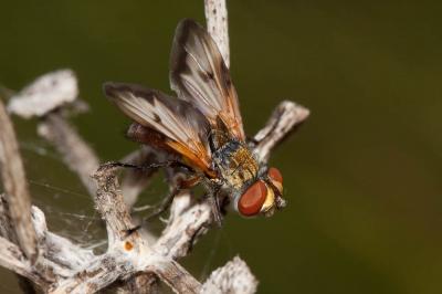  Ectophasia oblonga (Robineau-Desvoidy, 1830)