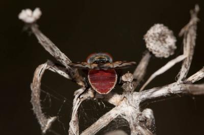 Ectophasia oblonga (Robineau-Desvoidy, 1830)