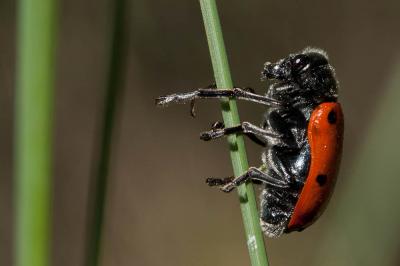 Chrysomèle du Chêne Lachnaia pubescens (Dufour, 1820)