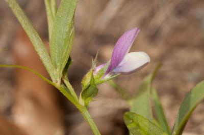 Gesse à petites fleurs Lathyrus inconspicuus L., 1753