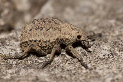 Brachycère muriqué Brachycerus muricatus Olivier, 1790
