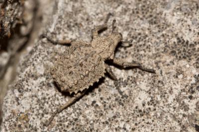 Brachycère muriqué Brachycerus muricatus Olivier, 1790