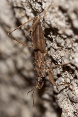  Oncocephalus pilicornis Reuter, 1882