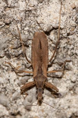  Oncocephalus pilicornis Reuter, 1882