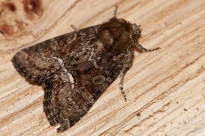 Trompeuse (La) Oligia latruncula (Denis & Schiffermüller, 1775)