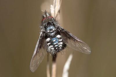  Bombylella atra (Scopoli, 1763)