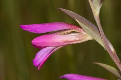 Glaïeul des moissons, Glaïeul d'Italie Gladiolus italicus Mill., 1768