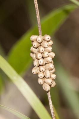 Bombyx de la Ronce (Le), Polyphage (La) Macrothylacia rubi (Linnaeus, 1758)