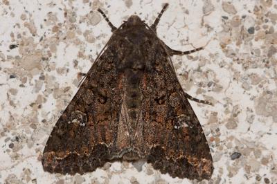 Brassicaire (La) Mamestra brassicae (Linnaeus, 1758)