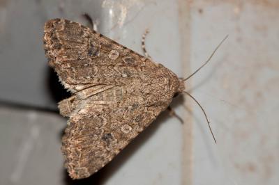 Noctuelle de l'Ansérine (La) Hadula trifolii (Hufnagel, 1766)