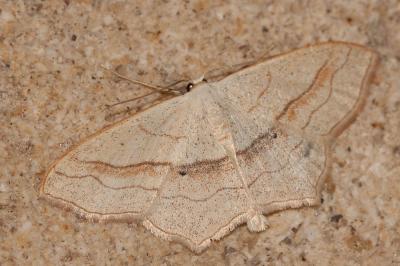 Acidalie fausse-Timandre (L') Scopula imitaria (Hübner, 1799)