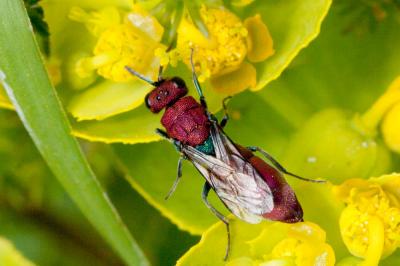  Chrysura cuprea (Rossi, 1790)