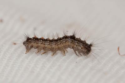 Disparate (Le), Spongieuse (La), Zigzag (Le) Lymantria dispar (Linnaeus, 1758)