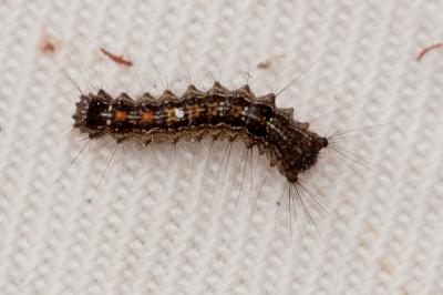 Disparate (Le), Spongieuse (La), Zigzag (Le) Lymantria dispar (Linnaeus, 1758)