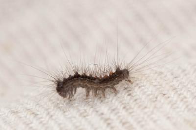 Disparate (Le), Spongieuse (La), Zigzag (Le) Lymantria dispar (Linnaeus, 1758)
