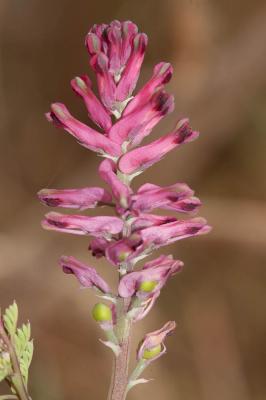 Fumeterre officinale, Herbe à la veuve Fumaria officinalis L., 1753