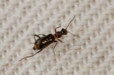  Sphinginus lobatus (Olivier, 1790)