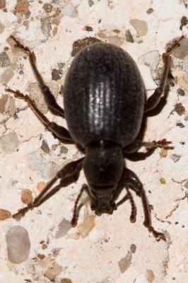 Otiorhynque méridional Otiorhynchus meridionalis Gyllenhal, 1834