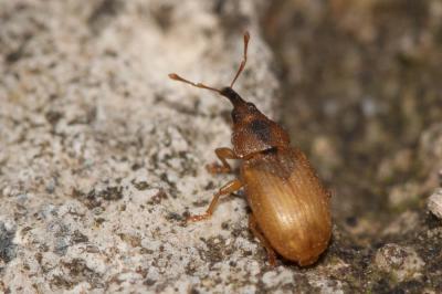  Derelomus chamaeropis (Fabricius, 1798)