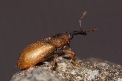  Derelomus chamaeropis (Fabricius, 1798)