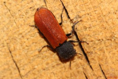  Bostrichus capucinus (Linnaeus, 1758)