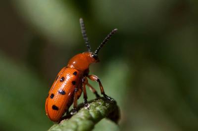 Criocère rouge à points noirs Crioceris duodecimpunctata (Linnaeus, 1758)