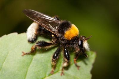  Laphria bomboides Macquart, 1849
