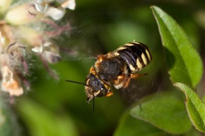  Rhodanthidium septemdentatum (Latreille, 1809)
