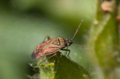  Pachyxyphus lineellus (Mulsant & Rey, 1852)