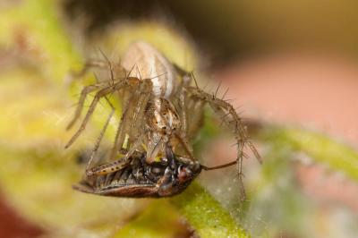  Oxyopes lineatus Latreille, 1806