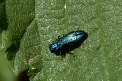  Agrilus cyanescens (Ratzeburg, 1837)