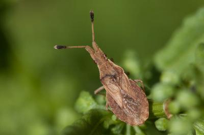  Spathocera lobata (Herrich-Schäffer, 1840)