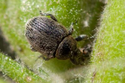 Rhinusa tetra (Fabricius, 1792)
