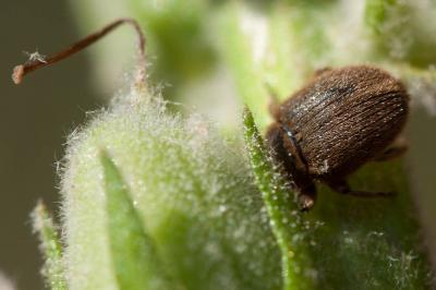  Rhinusa tetra (Fabricius, 1792)