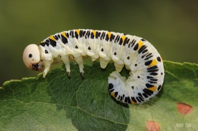 Frelon à épaulettes  Cimbex quadrimaculatus (O.F. Müller, 1766)