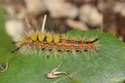 Etoilée (L'), Bombyx antique (Le) Orgyia antiqua (Linnaeus, 1758)