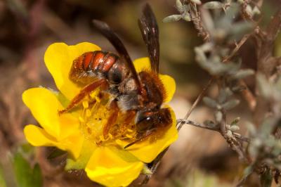  Rhodanthidium sticticum (Fabricius, 1787)