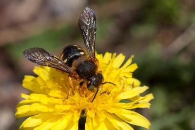  Rhodanthidium septemdentatum (Latreille, 1809)