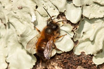 Osmie rousse Osmia bicornis (Linnaeus, 1758)