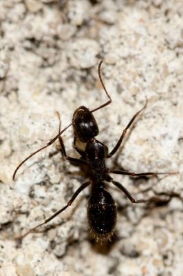  Camponotus aethiops (Latreille, 1798)