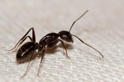  Camponotus aethiops (Latreille, 1798)