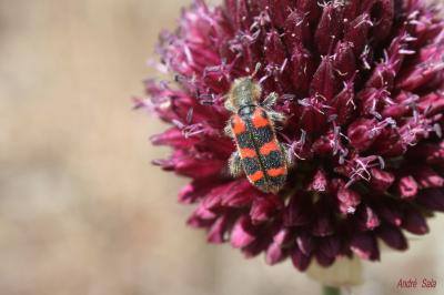 Clairon à épaulettes Trichodes leucopsideus (Olivier, 1795)