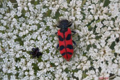  Trichodes umbellatarum (Olivier, 1795)
