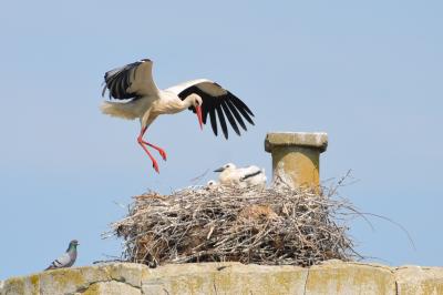 Cigogne blanche Ciconia ciconia (Linnaeus, 1758)
